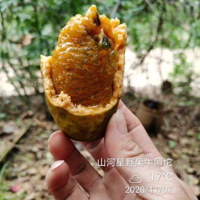 4斤野生新鲜木通果拿藤包九月瓜牛哈卵牛藤包牛卵蛋 牛卵坨香蜜果