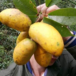 新鲜野果水果木通果野生木瓜罗牛藤果牛哈卵牛卵果坨九月瓜九月黄