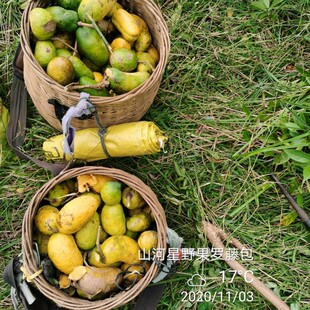 福建三明新鲜野果水果木通果野生木瓜牛藤果牛哈卵牛卵果坨九月黄
