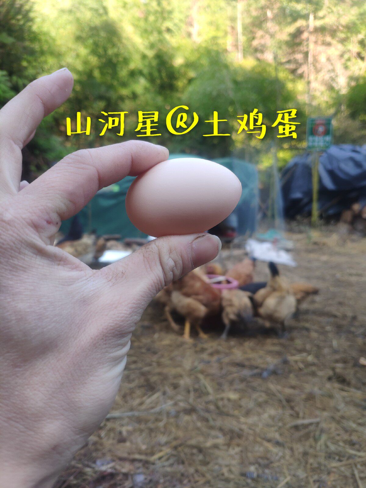 山河星新鲜山土鸡蛋农村散养草鸡柴鸡宝宝老人孕妇月子初生蛋20枚