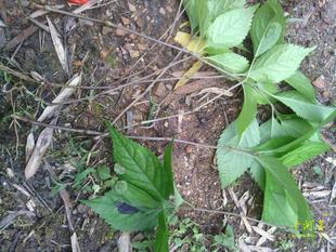 山河星 金粟兰及已四块瓦四片叶野菜炖肉凉茶干闽三明清流沙芜5克