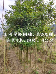 闽楠 小叶桢楠 金丝楠木 树苗 种子苗 四川红木福建三明滇润香紫