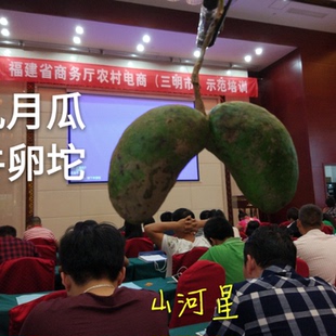 闽新鲜野生水果牛郎果牛哈卵木通果八月九月瓜拿藤包牛卵坨九月黄