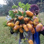 现摘新鲜珍惜野生木通果九月黄罗藤包果九月瓜八月瓜牛哈卵牛卵坨