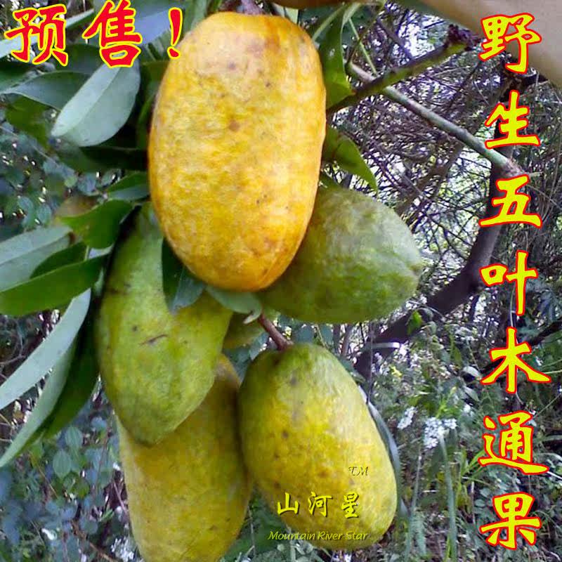 牛卵泡新鲜现摘野生水果牛郎果牛哈卵木通果九月瓜拿藤包牛卵坨闽