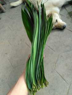 闽 新鲜粽叶生态南方箬叶粽子叶现摘现发农家大粽叶100片免邮