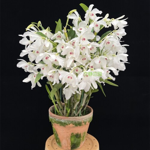 【半白金钗洛神】-文静兰园易养易活爆花美丽洋兰批发高端精品
