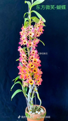 【东方微笑蝴蝶】-文静兰园杂交春石斛易养易活爆花洋兰批发高端