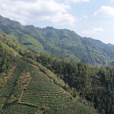 半闲甄选小众山场黄山毛峰富溪核心碣石岩传统烘青乳香兰花香幽雅
