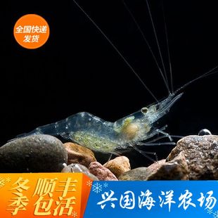 玻璃虾活体海水鱼缸清洁生物五须虾杂食清理垃圾快递包活 清洁虾