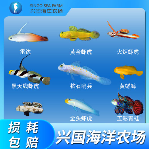 虾虎钻石哨兵蟋蟀雷达海水鱼快递