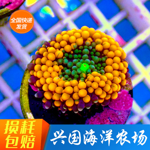 RIC菇泡泡菇软珊瑚美国yuma菇