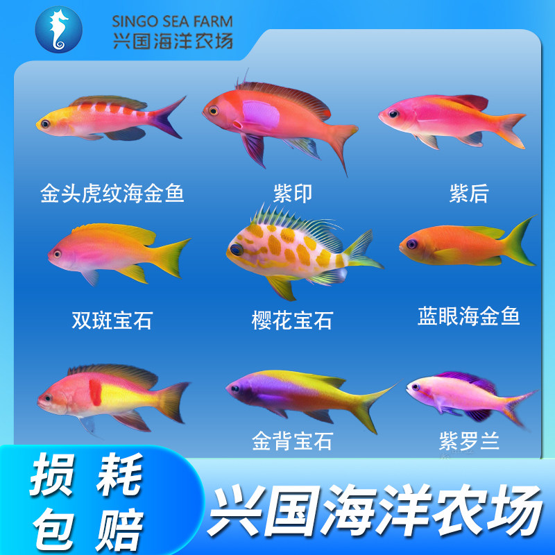 海金鱼合集紫印紫后紫罗兰蓝眼海金鱼金花宝石金背双色双斑宝石