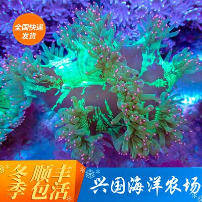 尼罗河珊瑚活体海水缸观赏兴国海