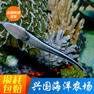 吸盘鲨 鲨鱼活体 虎鲨猫鲨鱼 斑点鲨 小型海水鱼 食肉鱼快递包活