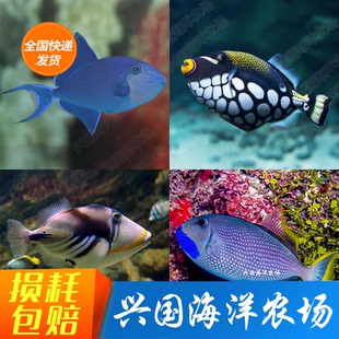 鸳鸯炮弹 小丑 魔鬼 蓝面 龙须炮弹鱼海水神仙鱼小丑鱼鲀类兴国海