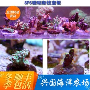 人工断枝珊瑚活体组合套餐包活 SPS珊瑚断枝套餐 硬骨珊瑚断枝