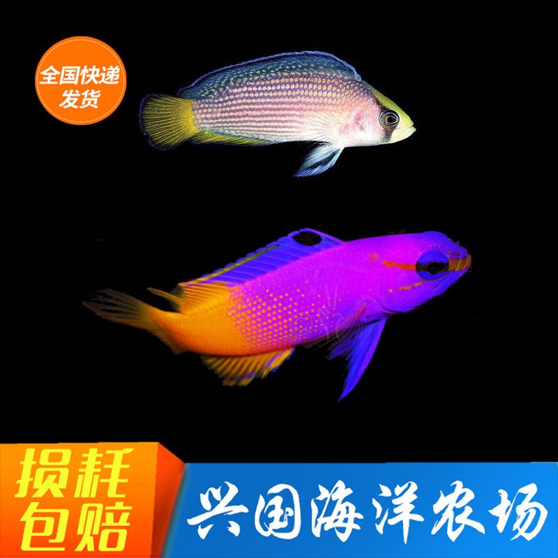 美国鬼王紫天堂 黄尾珍珠 草莓活体海水鱼珊瑚缸养定开口快递包活