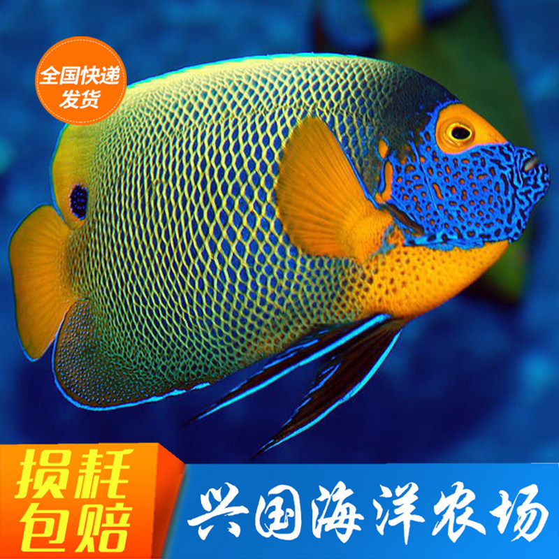 活体蓝面神仙大型神仙鱼海水鱼