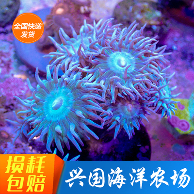 海水鱼活珊瑚澳洲灯琴人工繁殖