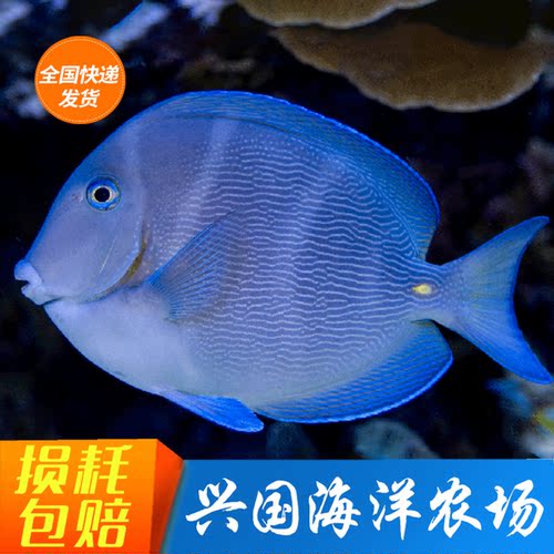 活体观赏鱼紫蓝吊蓝吊海水鱼除藻