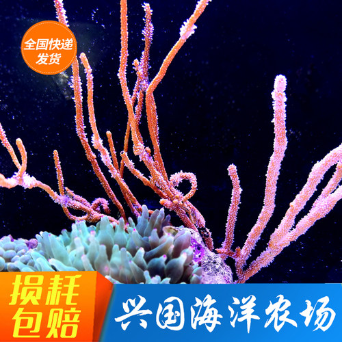 黄海活体珊瑚鱼缸装饰滤食LPSNPS