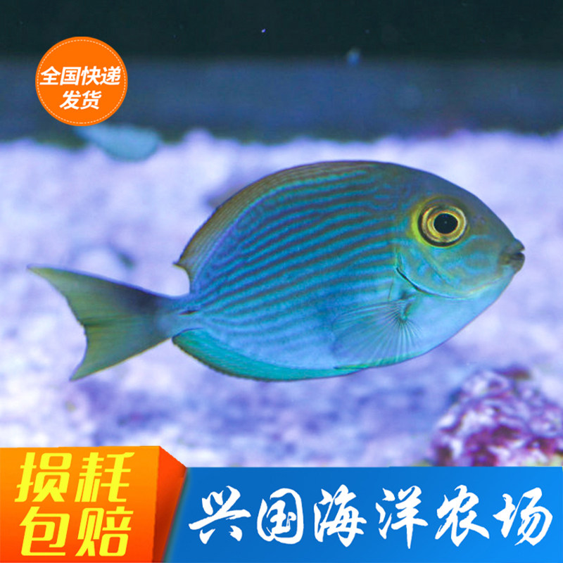 西瓜吊 纹吊橙波三角大帆黄金吊蓝吊兴国海洋农场海水鱼珊瑚小丑