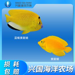 黄新娘蓝嘴黄新娘 海水观赏鱼活体黄色小鱼柠檬批神仙鱼杂食包活