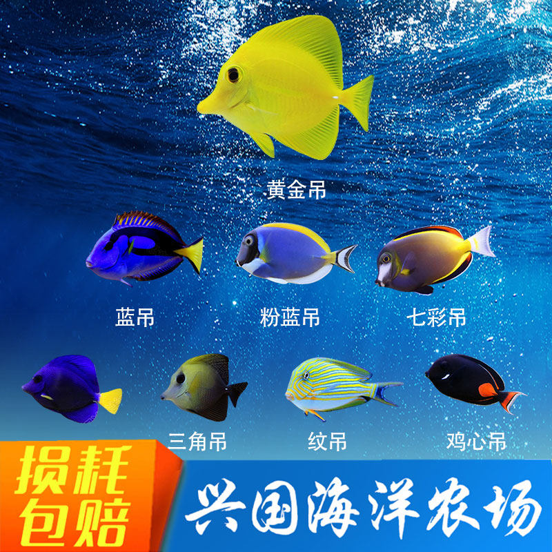 吊类海水鱼 黄金吊蓝吊粉蓝大帆黄三角吊兴国海洋农场