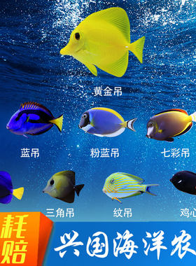 兴国海粉蓝吊海水鱼黄金吊神仙