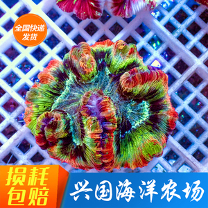 图选巴黎脑珊瑚海小丑鱼海洋农场