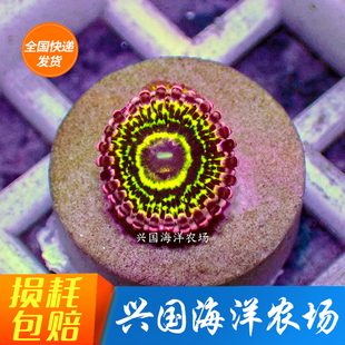 图选平流层 纽扣珊瑚正红峰正蓝峰混沌向日葵魔术师爆炸橙海水