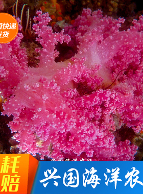 红水珊瑚 水桃花 海水紫鸡冠花NPS活体软珊瑚缸海洋生物 快递粉色
