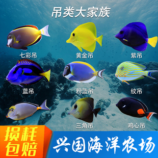 吊类海水鱼 黄金吊蓝吊粉蓝大帆黄三角吊兴国海洋农场