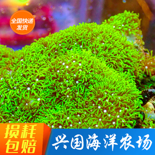 绿草皮珊瑚人工紫草皮澳洲星花北海荧光顺丰包活笙珊瑚高光高流