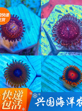 兴国海珊瑚纽扣品种海水