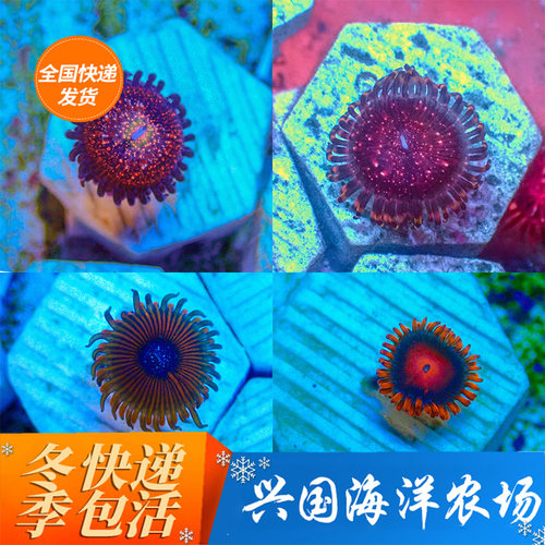 兴国海珊瑚纽扣品种海水