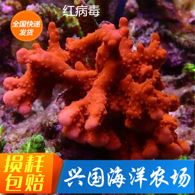 红病毒珊瑚微孔瓦片兴国海海缸