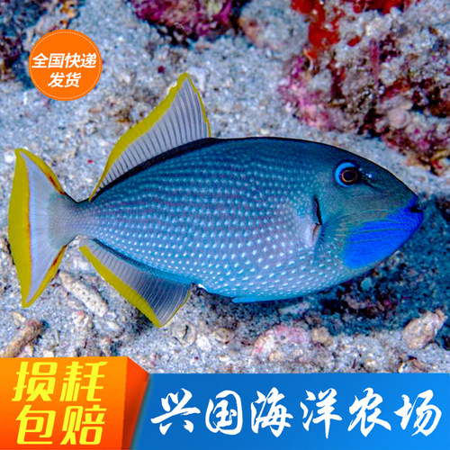 蓝面炮弹小丑魔鬼海水神仙鱼吊类