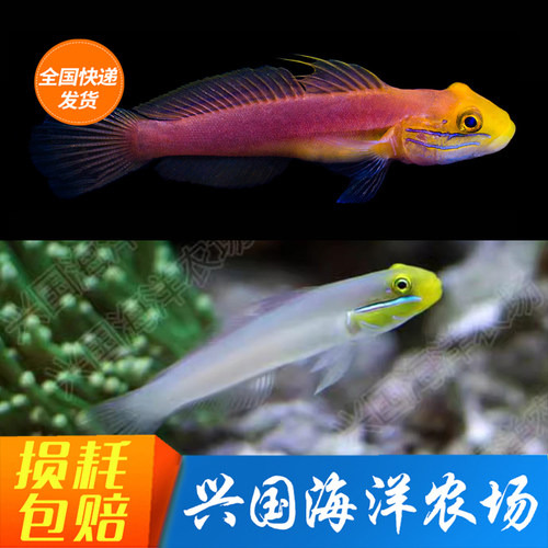 金头虾虎鱼翻沙蓝纹古B海水鱼