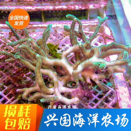 硬骨珊瑚海葵兴国海绿鸟巢所罗门