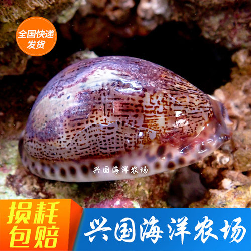 海星海水鱼珊瑚翻砂除藻兴国海螺