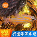 金线玫瑰 金鳞鱼海水鱼珊瑚小丑兴国海洋农场 大眼巴黎天使