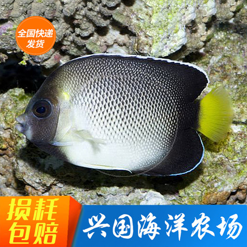 活体黄尾珠仙神仙鱼海水鱼天皇仙