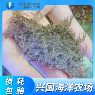 食藻海猪 活体蓝点  海水鱼缸吃低等藻红泥食藻海缸海兔快递包活