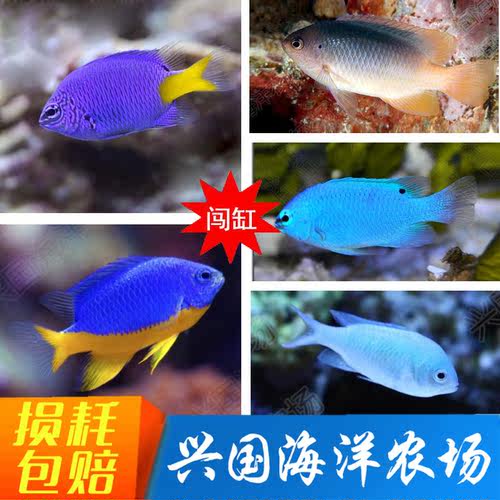 兴国海魔类鱼海水鱼青魔蓝魔黄魔