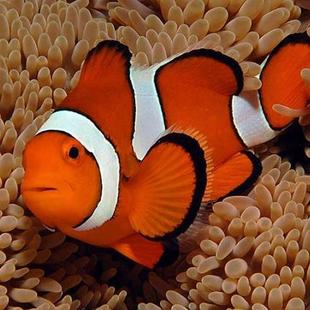 公子小丑鱼 野外手捕金透红海水鱼 银线双带半黑背心红苹果尼莫