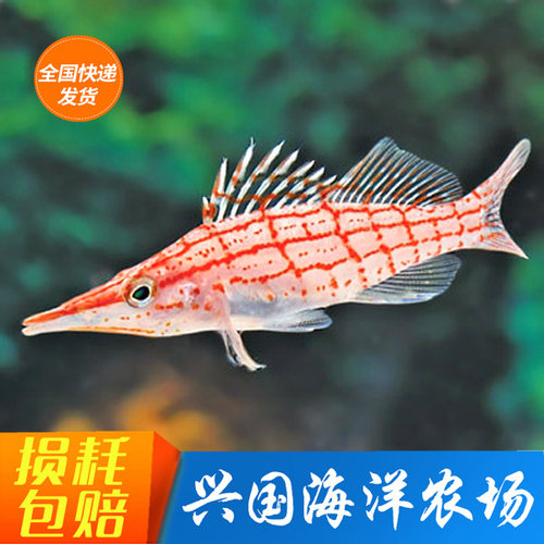 活体尖嘴红格美国红鹰吃虫海水鱼