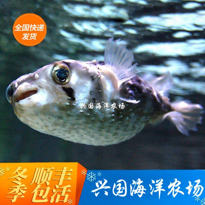 刺豚 活体海水鱼观赏鱼 珊瑚鱼缸小丑鱼气泡鱼河鲀养定 快递包活