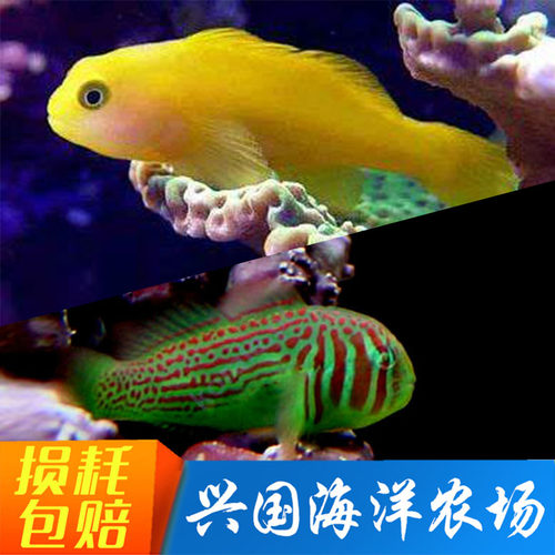 活体小型海水鱼黄蟋蟀鱼缸观赏鱼